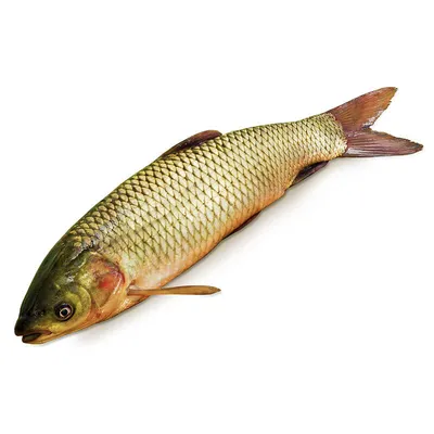 Купить рыбу белый амур охлажденный недорого в интернет-магазине