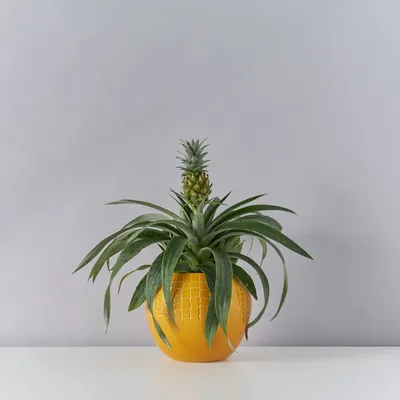 Как чистить ананас - 7Дней.ру