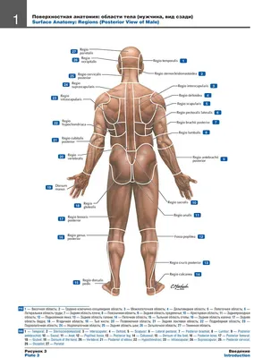 Атлас анатомии человека 7-е издание - Неттер Франк - Поверхностная анатомия:  области тела (мужчина, вид сзади). Пример страницы из атласа Неттера.