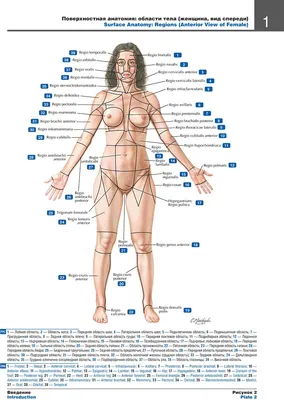 Атлас анатомии человека 7-е издание - Неттер Франк - Пример страницы из  атласа Неттер Поверхностная анатомия: области тела (женщина, вид спереди)