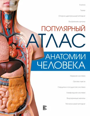 Анатомия человека на русском Illustrated Atlas of Human Anatomy Russian  book | eBay