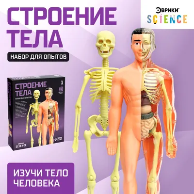 Набор для опытов «Строение тела», анатомия человека (2772939) - Купить по  цене от 495.00 руб. | Интернет магазин SIMA-LAND.RU
