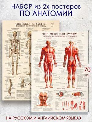 Части тела человека на немецком языке - словарь | Deutsch Online