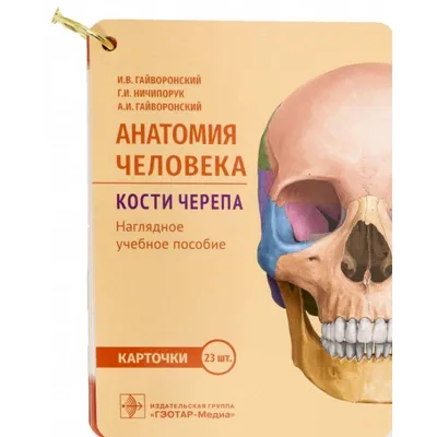 A.D.A.M. Атлас анатомии человека — купить книги на русском языке в  Финляндии на YourBooks.fi