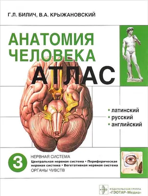 Athletic Club Arni - Анатомический атлас человека