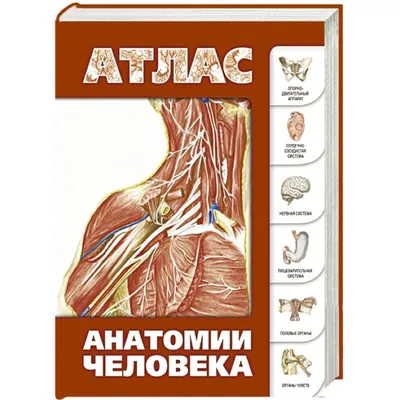 Мышцы человека: анатомия, строение, функции – Российский учебник