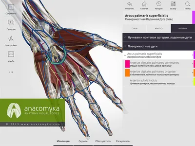 3D приложение для обучения анатомии человека l Anatomyka