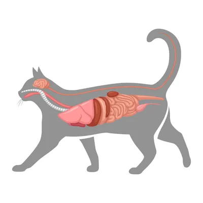 Анатомия кошек