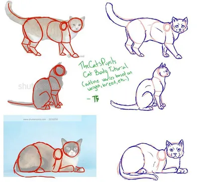 Анатомия кошки | Кошачий эскиз, Анатомия животных, Рисовать животных