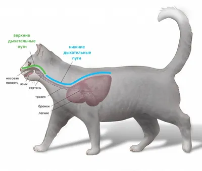 Анатомия кошки | •° Коты-Воители •° Amino