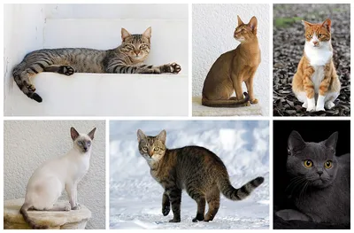 Тело кошки - картинки и фото koshka.top