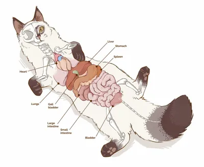 Кошка — Википедия