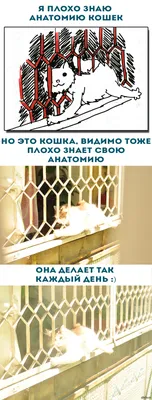 Кошки не могут заразить человека коронавирусом, заявил эпидемиолог - РИА  Новости, 20.05.2021