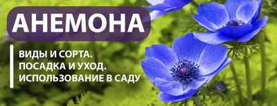 https://yaskravaklumba.com.ua/stati-i-video/lukovichnye-i-mnogoletniki/anemona-ocharovatelnaia-vetrenitsa