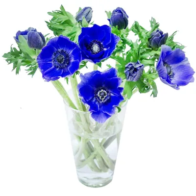 Синие анемоны по цене 370 ₽ - купить в RoseMarkt с доставкой по  Санкт-Петербургу