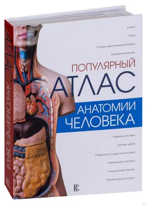 Книга \"Большой атлас анатомии человека. Лучшие в мире анатомические  таблицы\" - купить книгу в интернет-магазине «Москва» ISBN:  978-5-17-077909-3, 931508