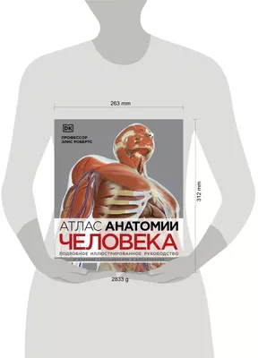 Атлас секционной анатомии человека на примере КТ- и МРТ-срезов. В 3-х  томах. Том 2.