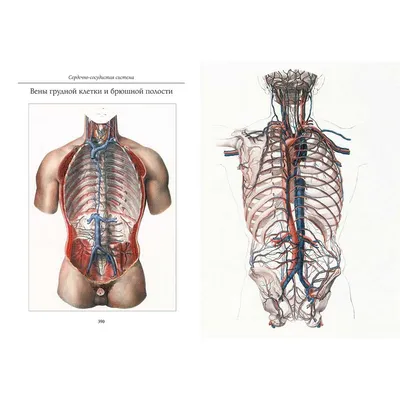 Анатомия Человека. Атлас-раскраска | PDF