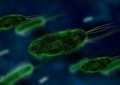 Бактерии (шаровидные, палочковидные и спиралевидные) - 3D-сцены - Цифровое  образование и обучение Мozaik