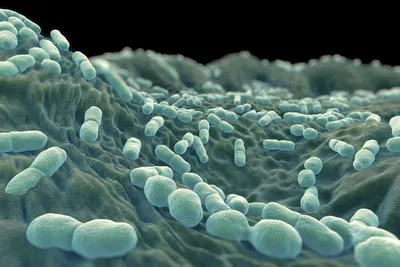 бактерии стоковое изображение. изображение насчитывающей представьте -  7116413