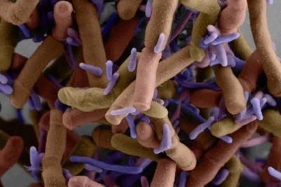 Красные Бактерии — стоковые фотографии и другие картинки Бактерия - Бактерия,  Без людей, Болезнь - iStock