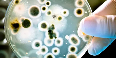 Как бактерии кишечника защищают организм