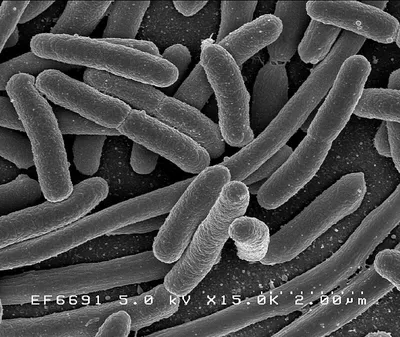 Хемосинтезирующие бактерии окислили марганец