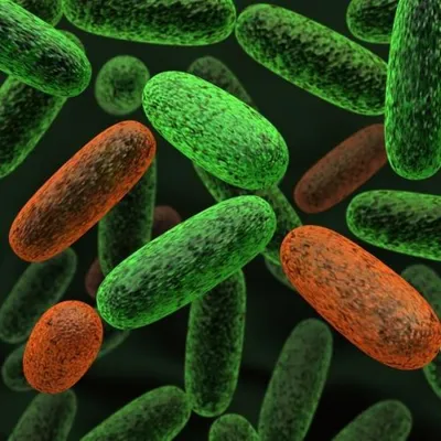 Физиология бактерий — что это, определение и ответ