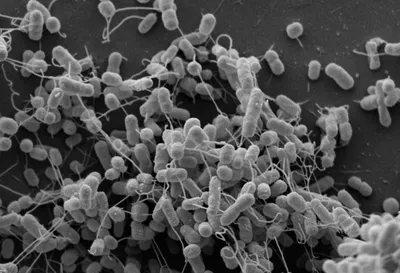Бактерии под микроскопом, полезные и опасные бактерии - 7 октября 2019 -  59.ru