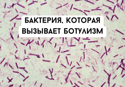 4.2. Царство Бактерии (Дробянки). | Биология – наука о жизни | Дзен