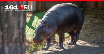 Старейший в мире карликовый бегемот умер в Ростовском зоопарке | ИА Красная  Весна