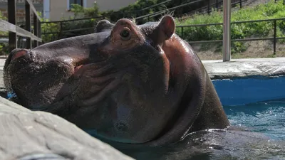 Обыкновенный бегемот, Hippopotamus amphibius, Hippopotamus… | Flickr