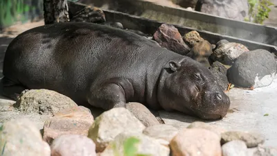 Новорождённого бегемота показали в зоопарке Алматы | informburo.kz