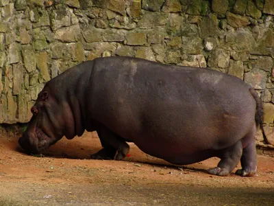 В желудке 3 килограмма камней: бегемот умер в зоопарке Шымкента -  21.01.2022, Sputnik Казахстан