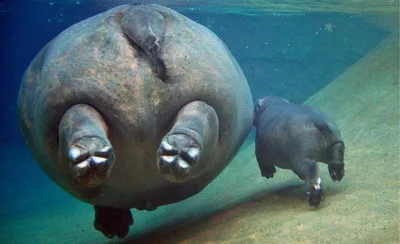 Обыкновенный бегемот, Hippopotamus amphibius, Hippopotamus… | Flickr