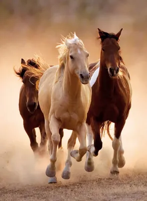 рисунок двух бегущих лошадей, нарисованные картинки лошадей, лошадь,  перевозка фон картинки и Фото для бесплатной загрузки