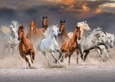 Картина Picsis Бегущие лошади на фоне закатных облаков 660x430x40 мм  804-10441141 - выгодная цена, отзывы, характеристики, фото - купить в  Москве и РФ