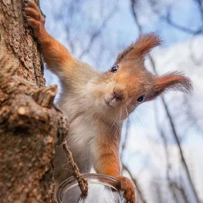 Irina Plotnikova on Instagram: “Очаровательная белочка))) #sincap #белочка  #белки #белочки #белка #squirrellove #squirrelsofig… | Cute squirrel,  Squirrel, Animals