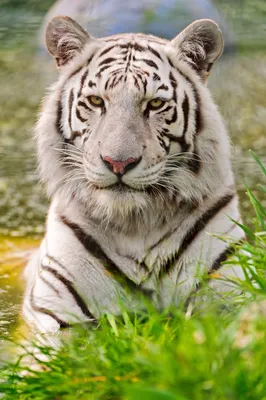 Самка белого тигра | Пикабу