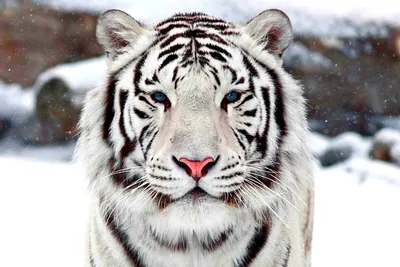 Прокачай свой мозг. Легенда-загадка белого тигра для самых умных | Евгений  Гаврилов - Истории из жизни | Дзен