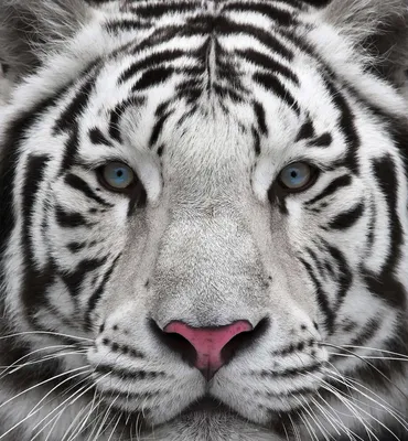 HANSA CREATION\" Мягкая игрушка Детеныш белого тигра 16 см 4089 купить за  3296,00 ₽ в интернет-магазине Леонардо