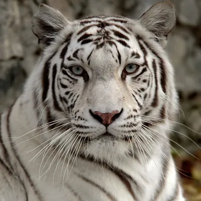 Фотография белого тигра в снегу, созданная ai | Премиум Фото