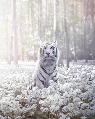 Гибрит из белого тигра и дракона» — создано в Шедевруме