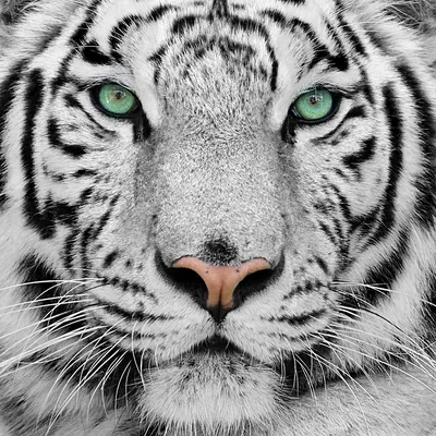 Лицо белого тигра: стоковое фото. изображение насчитывающей план - 174261664