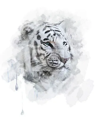 Голова Белого Тигра — стоковые фотографии и другие картинки Белый - Белый, Белый  тигр, Большая кошка - iStock