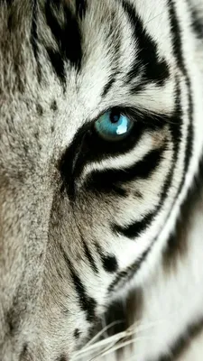 Очаровательная красота детеныша белого тигра | Премиум Фото