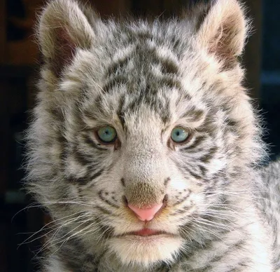 Белый тигр: уникальное животное, которому угрожает исчезновение» — создано  в Шедевруме