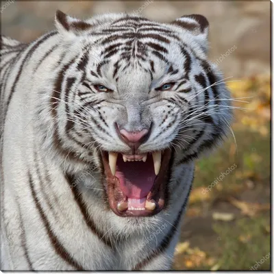 Детеныш белого тигра. | Самые красивые животные в мире. | Дзен