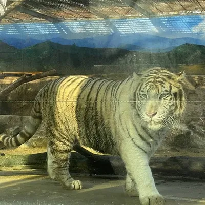 Поза белого тигра с мехом 3D модель 3D Модель $149 - .max - Free3D
