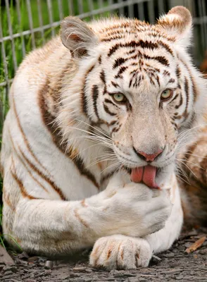 Картинки тигра на аву (62 фото)